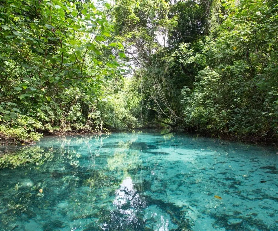 lush swimming hole amidst trees