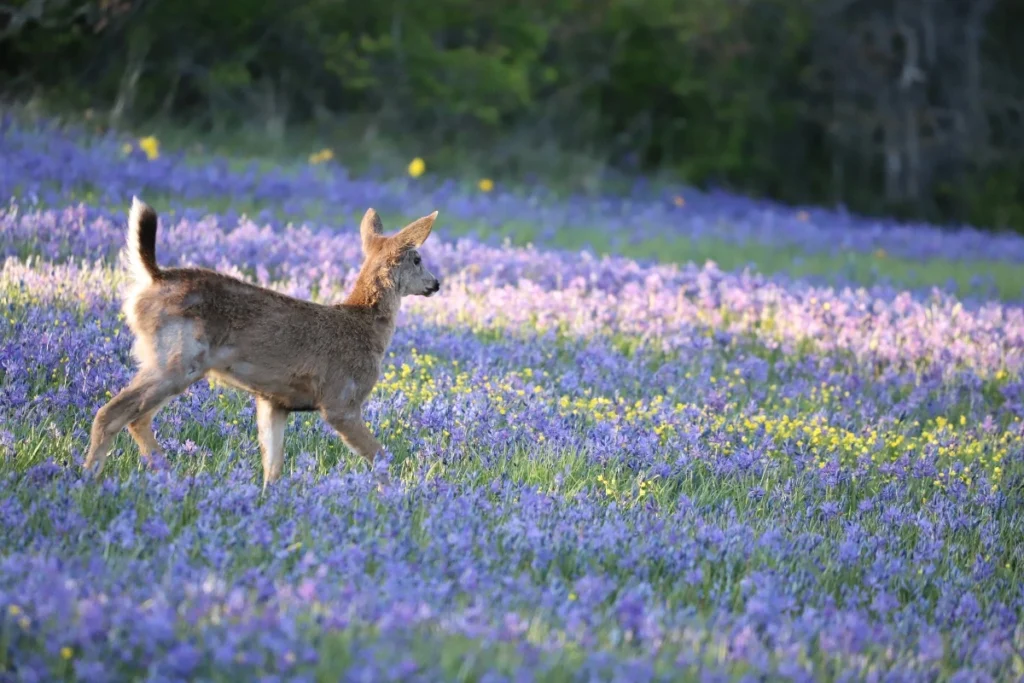 Wildlife Encounters in Texas Hill Country