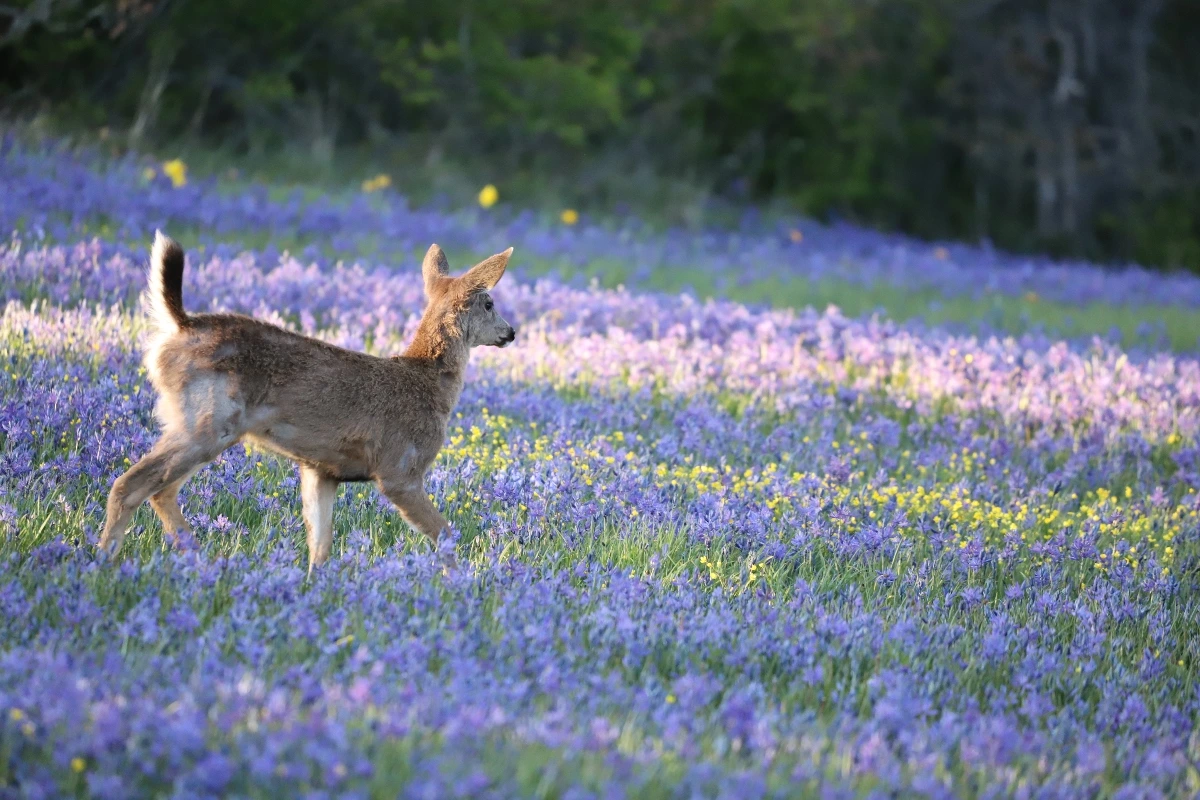 Wildlife-Encounters-in-Texas-Hill-Country
