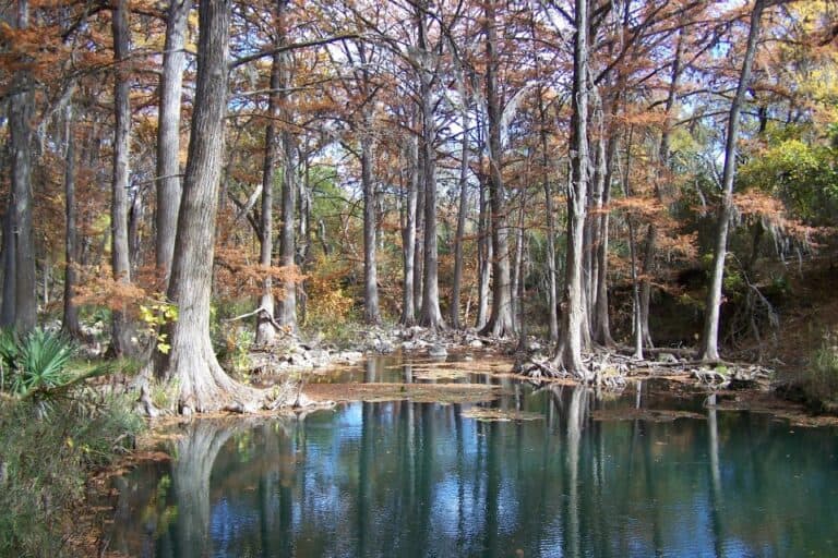 honey creek