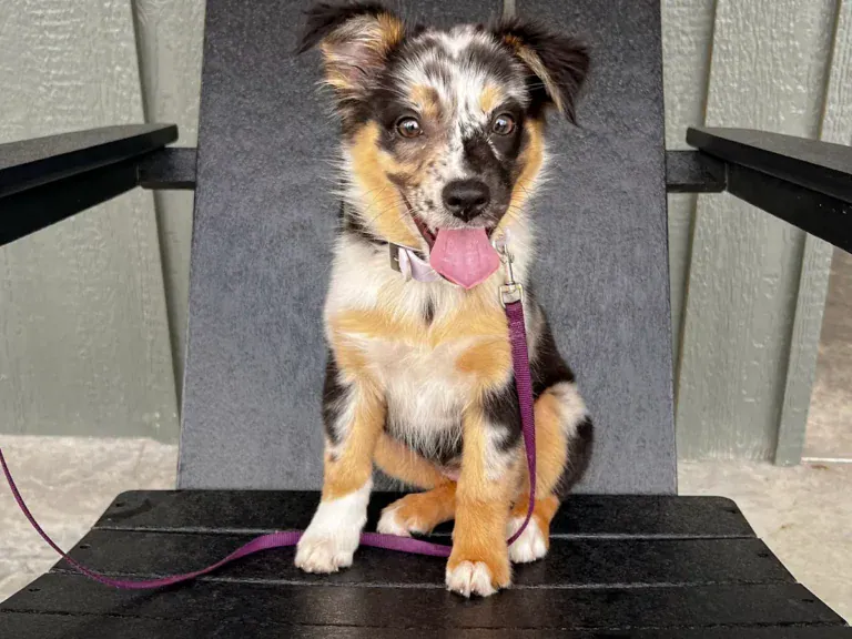 A happy puppy sitting on a chair beside a cabin at Horseshoe Ridge