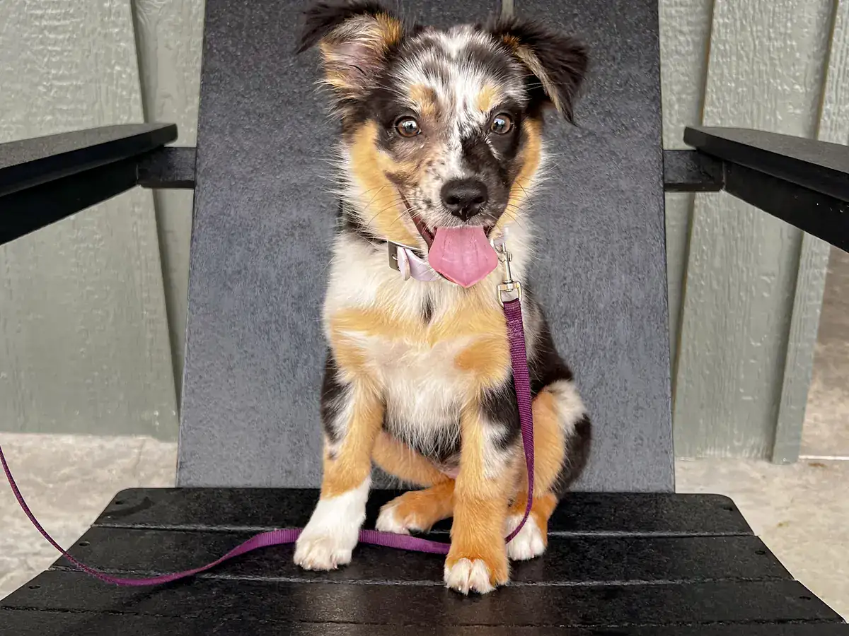 A happy puppy sitting on a chair beside a cabin at Horseshoe Ridge