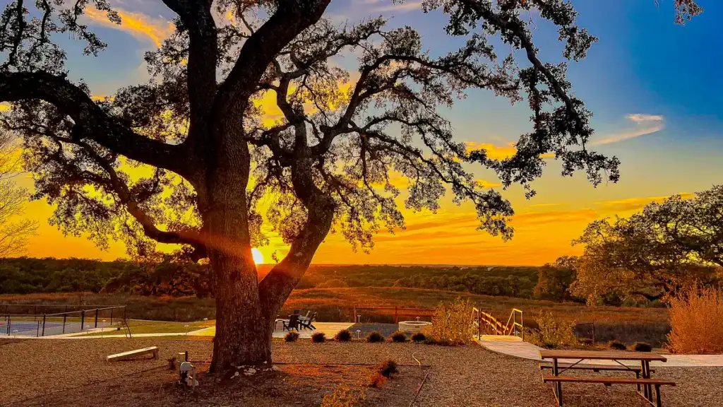 Live oak silhouetted against a Hill Country sunset at Horseshoe Ridge