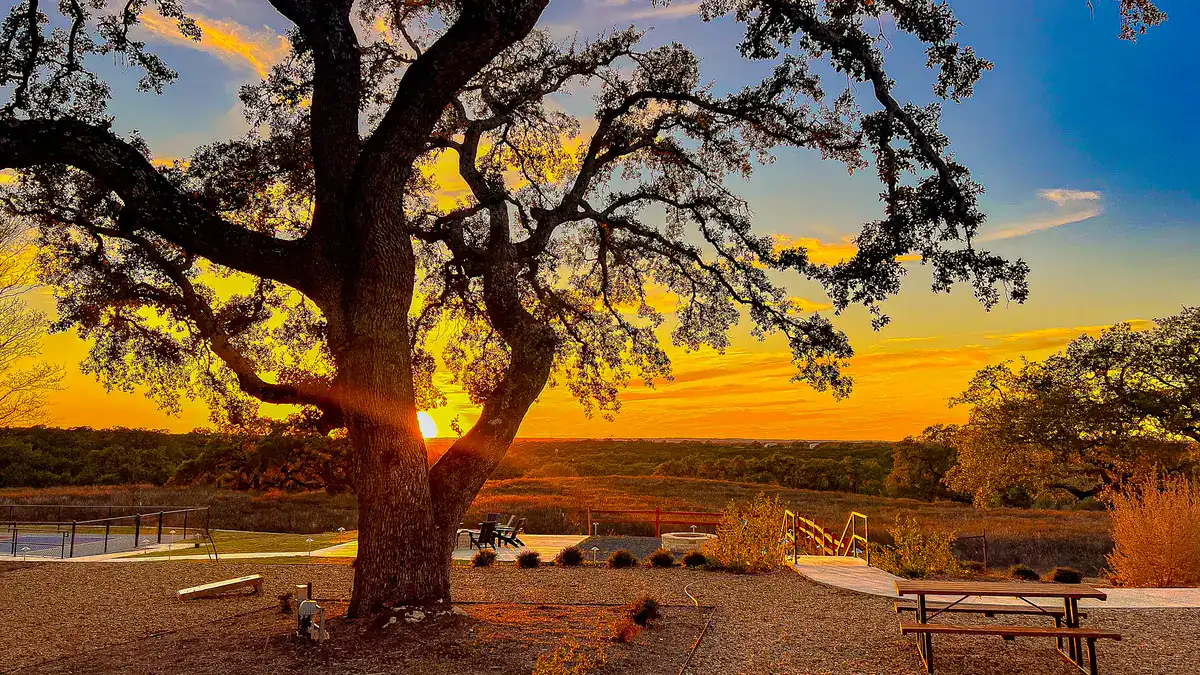 Live oak silhouetted against a Hill Country sunset at Horseshoe Ridge