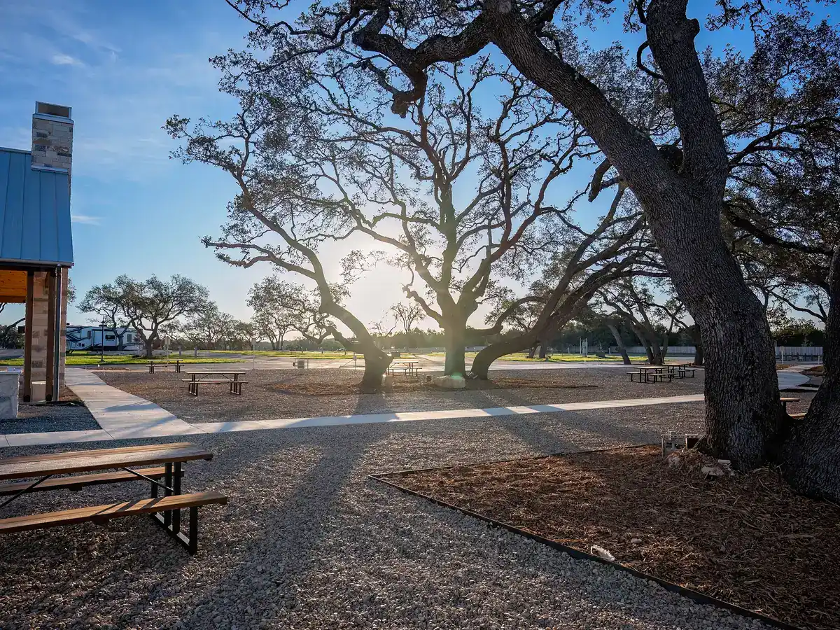 Old live oaks backlit by the evening sun at Horseshoe Ridge RV Resort